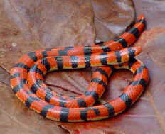 Bolyeria multocarinata