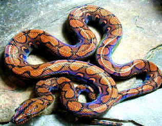 Bolyeria